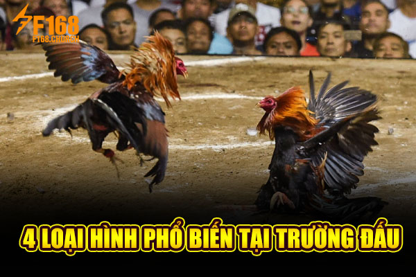 4 loại hình phổ biến tại trường đấu 4 loại hình phổ biến tại trường đấu