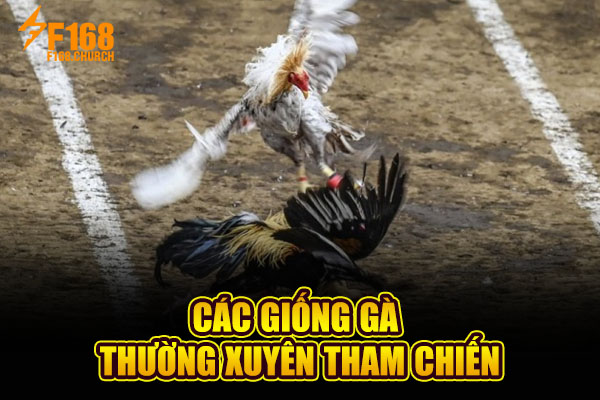Các giống gà thường xuyên tham chiến