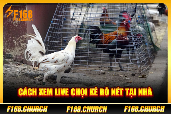Cách xem live chọi kê rõ nét tại nhà