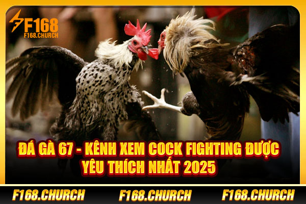 Đá Gà 67 - Kênh Xem Cock Fighting Được Yêu Thích Nhất 2025