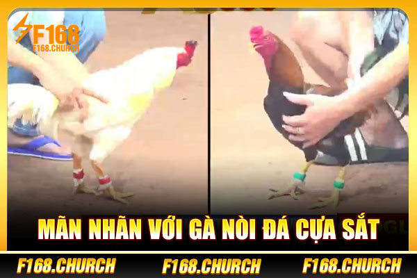 Mãn nhãn với gà nòi đá cựa sắt