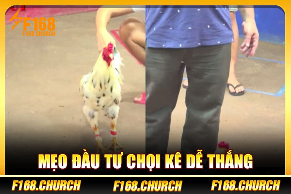 Mẹo đầu tư chọi kê dễ thắng Mẹo đầu tư chọi kê dễ thắng