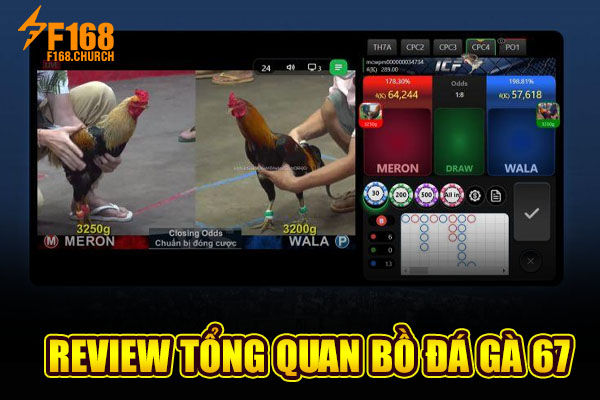 Review tổng quan bồ đá gà 67 Review tổng quan bồ đá gà 67