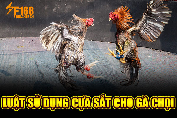 Luật sử dụng cựa sắt cho gà chọi Luật sử dụng cựa sắt cho gà chọi